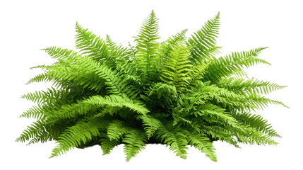 Lush Green Fern Bush on Black Backdrop, Capturing Nature's Beauty