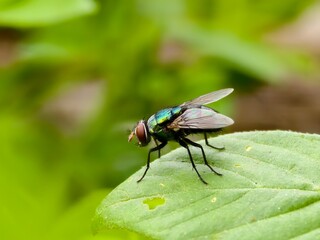 a fly on a leaf with a blurry background