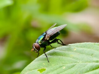a fly on a leaf with a blurry background
