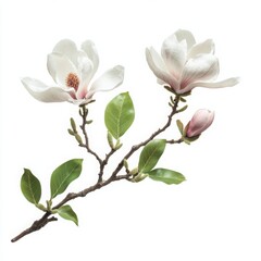 Obraz premium Magnolia flower and leaves close up on a white background