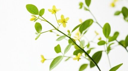 Obraz premium Delicate yellow flowers and leaves on stems against a white background