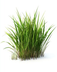 Obraz premium Lush green grass clump, vibrant, isolated