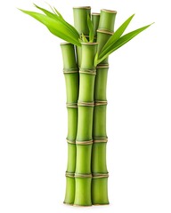 Fototapeta premium Fresh Bamboo Shoots