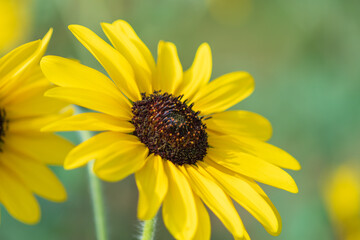 明るく咲くヒマワリの花