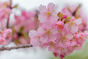 河津桜の満開の花房