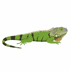 Green Iguana Illustration Detailed Isolated Vector Artwork Graphic