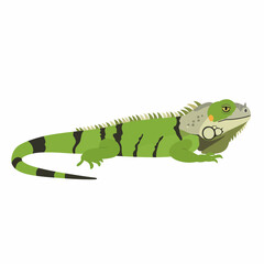 Green Iguana Reptile Illustration Scaled Wild Nature Animal