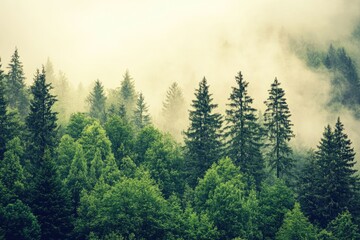 Misty mountain forest scene with tall evergreen trees.