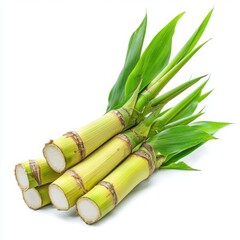 Fototapeta premium Sugarcane stalks with leaves isolated on a white background