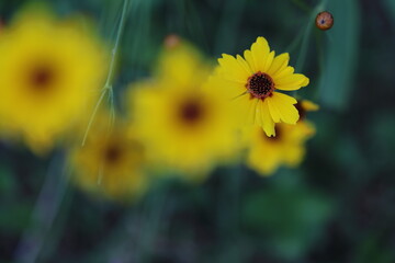 Plains Coreopsis (Coreopsis tinctoria) in Bloom – 4 to 5 Wildflower Buds

Description
A vibrant...