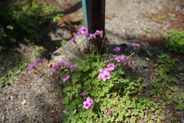 道端に咲くピンクの花