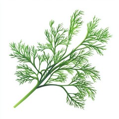 Fototapeta premium Fresh dill sprig illustration on a white background