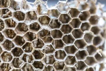 Bee Honeycomb Texture Full Screen Background