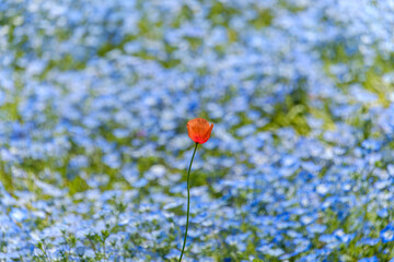 ネモフィラ畑に咲く一輪のナガミヒナゲシ