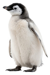 Obraz premium Full-body portrait of a standing cute penguin isolated on transparent background PNG