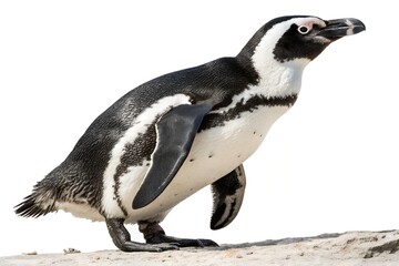 Fototapeta premium Full-body portrait of a standing penguin isolated on transparent background PNG