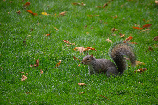 squirrel in the park