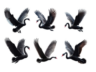 Obraz premium Black swans take flight
