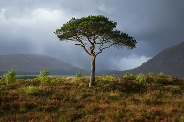 A lone tree silhouetted against a vibrant sunset in the African savanna.