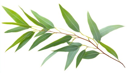Fototapeta premium Fresh eucalyptus branch