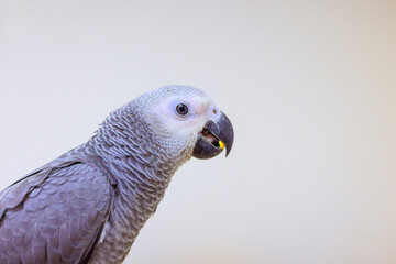 Gray parrot is perched, eating with its beak open in well lit indoor setting.