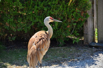 Sandhill cranes at the George C. Reifel Bird Sanctuary in Delta, British Columbia, Canada.