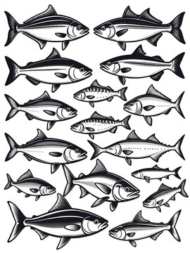 Fishes sketch icons of tuna, perch and pike or salmon and marlin. Vector set of saltwater sea or freshwater river fish species flounder, sheatfish or car and sprat mackerel for fishing design