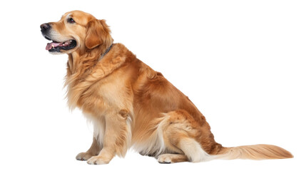 Obraz premium Golden retriever with shiny fur sitting gracefully with its mouth slightly open and tongue visible, isolated on transparent background