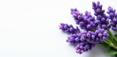 A fragrant bundle of fresh lavender flowers, atop a pristine white background , macro, minimalist