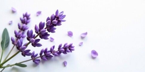 Obraz na płótnie Canvas Delicate lavender sprigs, blossoms scattered on white , organic, herbal, violet