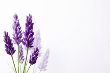 Naklejka premium Delicate purple lavender blooms, isolated on pure white , peaceful, petals, floral