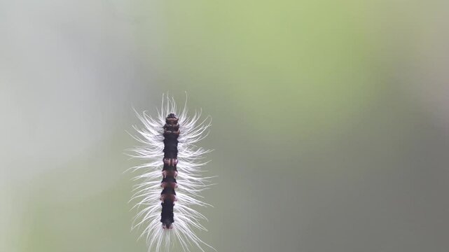 The worm has white hairs hanging from a large string to climb up the tree.