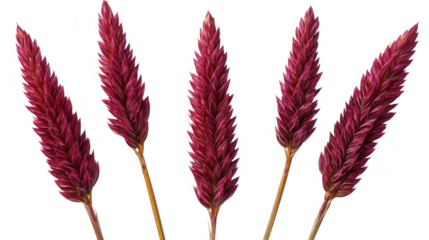 Crimson Foxtail Grass Elegance, Isolated Floral Arrangement on Black Backdrop