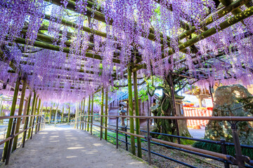 黒木の大藤　黒木素盞鳴神社　福岡県八女市　Kuroki's large wisteria. Kuroki Susanoo Shrine. Fukuoka Pref, Yame City.