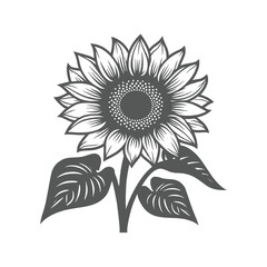 Fototapeta premium sunflower vector illustration