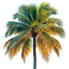 Majestic Tropical Palm Tree Against a White Sky