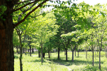 Obraz premium A walk in a park lined with trees. 