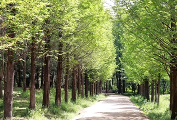 Selbstklebende Fototapeten A promenade with Metasequoia tree.  © Su Young Moon
