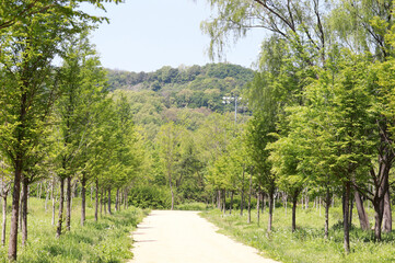 A walk in a park lined with trees.
