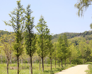 Obraz premium A walk in a park lined with trees. 