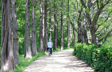 Obraz premium A promenade with Metasequoia tree with back of a man riding a bicycle. 
