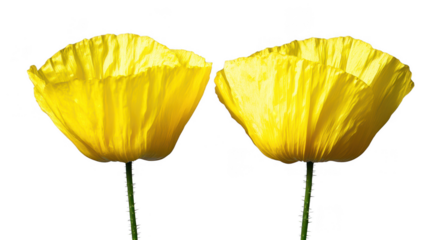 Two radiant yellow poppies stand tall against a dark backdrop