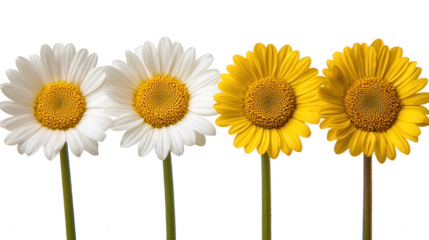 White and Yellow Daisy Flowers in Contrasting Colors Isolated