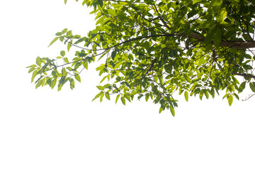 branch with green leaves on transparent