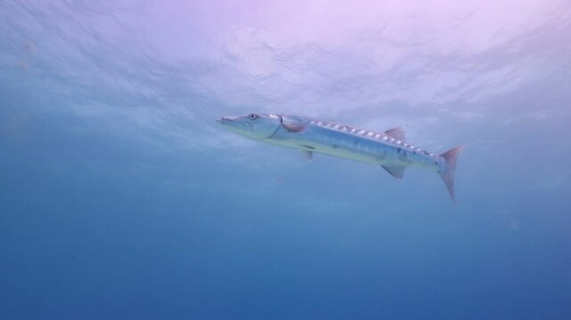 Barracuda o picuda nada veloz 