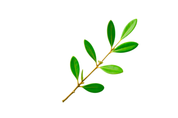 Botanical olive tree twig with green leaves    PNG white background