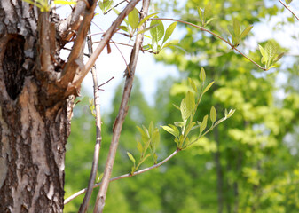 Fototapeta premium On a warm spring day, new shoots are sprouting from the trees.