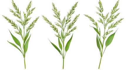 Fototapeta premium Delicate green foxtail grass isolated on a Transparent Background showcasing its vibrant freshness