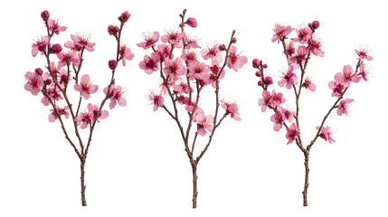Fototapeta premium Elegant branches adorned with delicate pink cherry blossoms against Transparent Background
