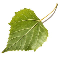 Cottonwood leaf isolated on a transparent background